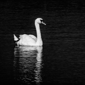Swan in black