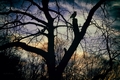 Twilight