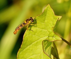 Episyrphus balteatus