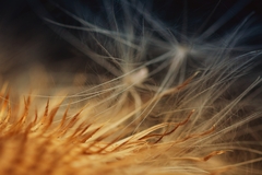 Bodliakový abstrakt