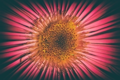 Pink Star