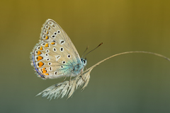 Polyommatus icarus