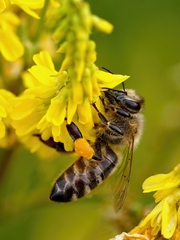 Včela divá