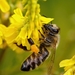 Včela divá