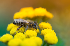 Wild Bee