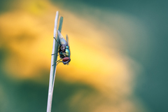 Fly minimal