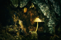 Pod lampou