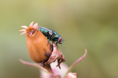 Fly