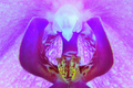 Zmyselná Orchidea