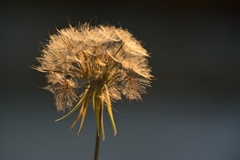 Kozobrada v pozlátku