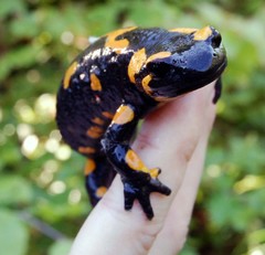 salamander