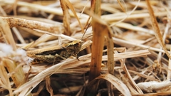 Grasshopper
