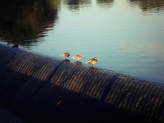 sleeping ducks