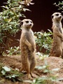 Zoolife