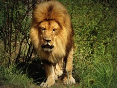 The King