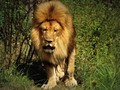The King