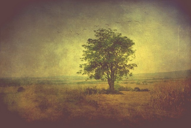 Lužanský strom