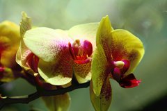 Žltá orchidea