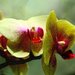 Žltá orchidea
