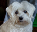 Toby