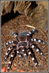 Genikulata :)