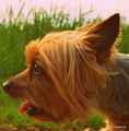 Yorksírsky teriér Peggy