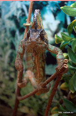 Chameleon