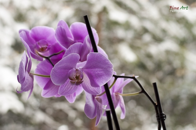 Orchidea