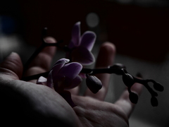 Orchidej
