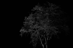 Biely strom v tme