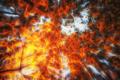 woodland astral fire