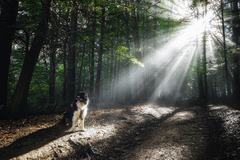 Zoro_ranná_iluminát