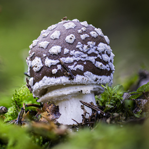 🍄_tigrovaná_hnedá