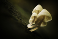 Mycena
