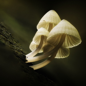 Mycena