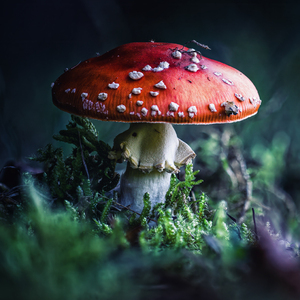 🍄_2_bl