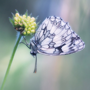 Melanargia galathea