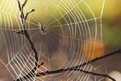 Farebné križiakovo