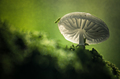 Porcelain Fungus