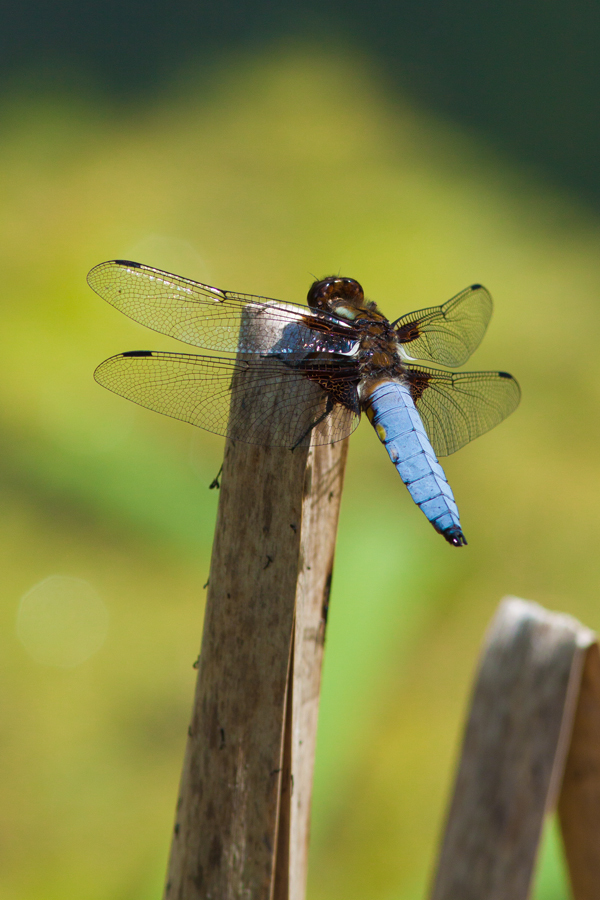 Libellula depressa