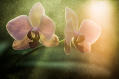 Orchidea_II