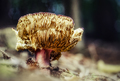 Russula atrorubens