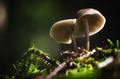 Mycena
