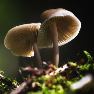 Mycena