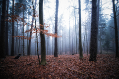 Zoro, komparz lesný