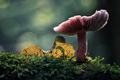 🍄