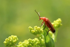 red bug