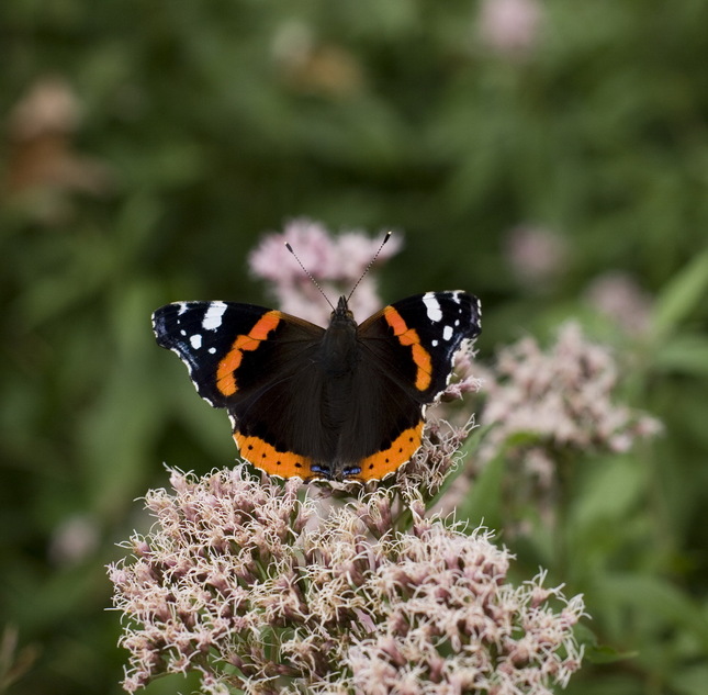 Motyl