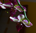 orchidea