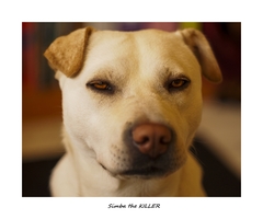 Simba the Killer